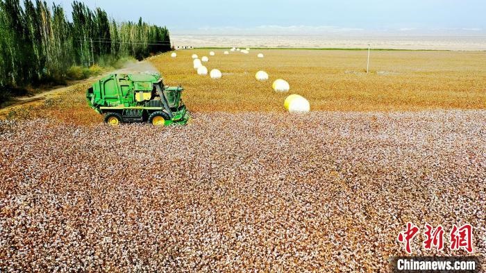 近年來，當?shù)孛藁ǚN植戶的生產(chǎn)生活發(fā)生了翻天覆地的變化。　董霜 攝