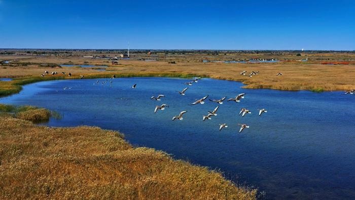△黃河三角洲擁有天然蘆葦270平方公里，是東北亞內(nèi)陸和環(huán)西太平洋鳥類遷徙重要的“中轉(zhuǎn)站”、越冬地和繁殖地。(總臺央視記者李煒、程鋮拍攝)
