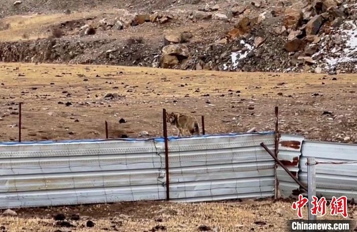 圖為闖入村民家中的野狼。　興?？h公安局溫泉派出所供圖