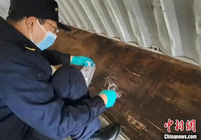 張家港海關(guān)工作人員截獲捕鳥蛛?！⊥踅〕?攝