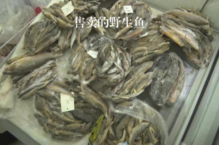 2021年12月6日，督察組現場隨機抽查發(fā)現，保護區(qū)附近餐館仍然存在非法經營野生河魚的問題