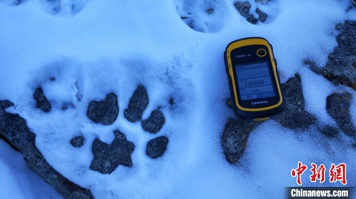 圖為疑似放歸雪豹的足跡(資料圖)?！?nèi)蒙古賀蘭山國(guó)家級(jí)自然保護(hù)區(qū)供圖