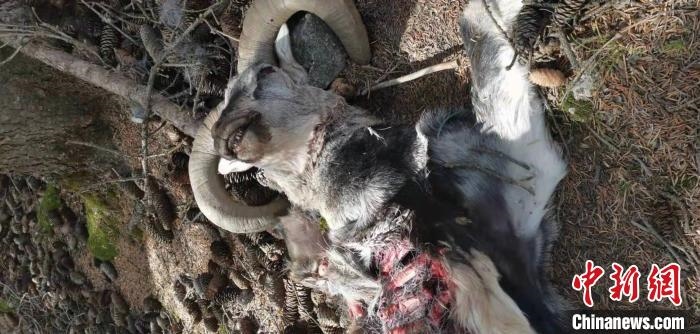 圖為疑似雪豹捕食巖羊的殘骸(資料圖)?！?nèi)蒙古賀蘭山國(guó)家級(jí)自然保護(hù)區(qū)供圖