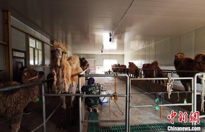 圖為共人正在給駱駝擠奶?！⊥蹰L梅 攝