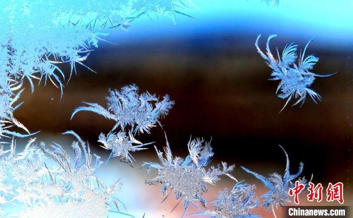 玉樹瓊枝盈滿窗。　孫書程 攝