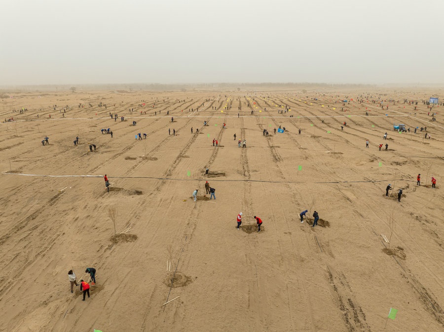 在高力板鎮(zhèn)花道卜和沙木嘎嘎查治理區(qū)，廣大干部群眾手植新綠，播種希望 （攝影：包寶音德力格爾）.JPG
