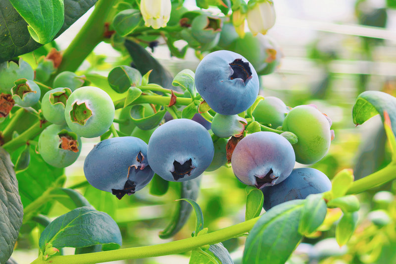 20260422新城區(qū)大棚藍莓.jpg