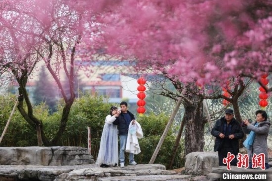 2月23日，市民在乾藝梅園景區(qū)觀(guān)賞綻放的梅花。瞿宏倫 攝
