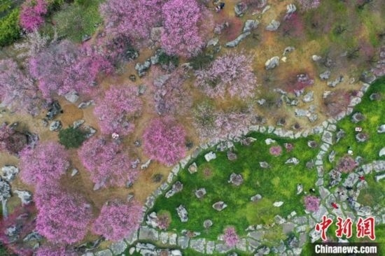 2月23日，航拍乾藝梅園景區(qū)綻放的梅花。瞿宏倫 攝