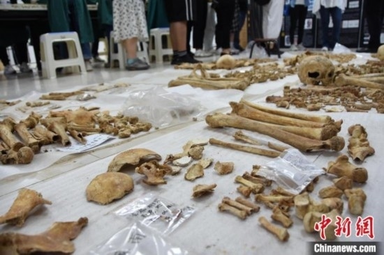 圖為已清理完畢的骨骼標(biāo)本。王宇 攝