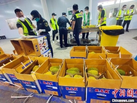 圖為海關關員對進口榴蓮進行查驗。黃艷梅 攝