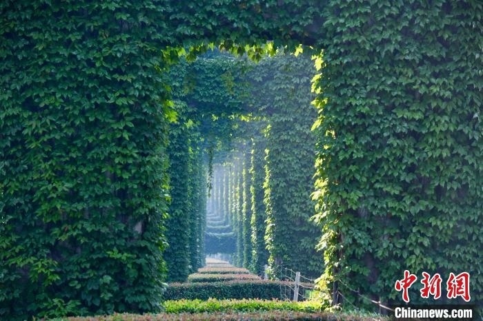 成都二環(huán)高架橋墩被植被爬滿，形成“綠野仙蹤”景觀?！埨?攝