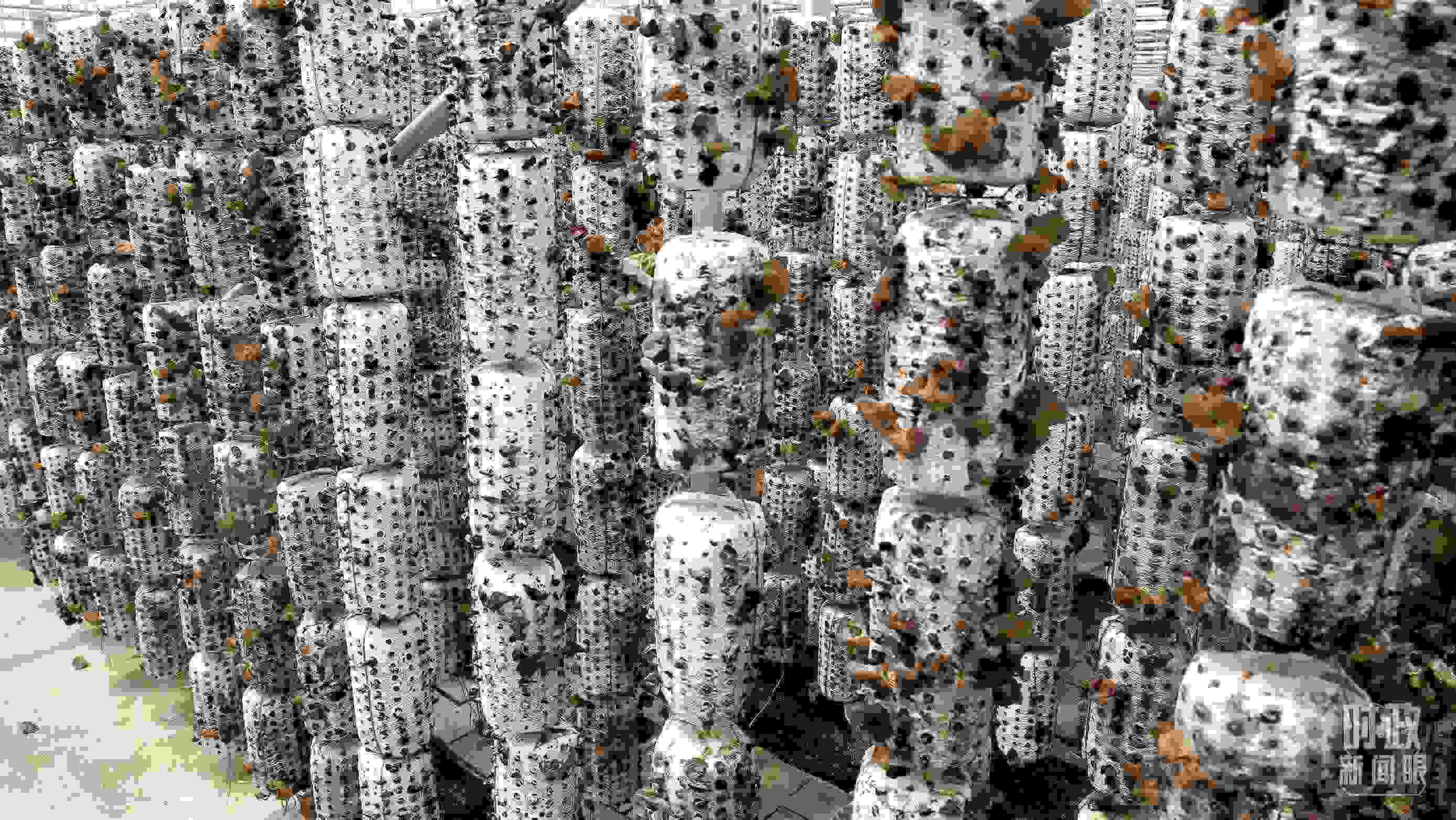 △金米村的小木耳、大產(chǎn)業(yè)。（圖／視覺中國）