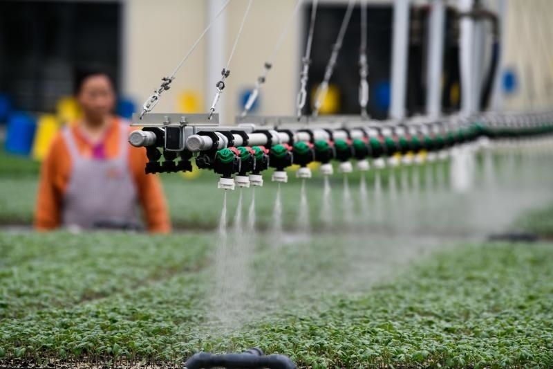 工人在貴陽市開陽縣楠木渡蔬菜良種繁育中心查看自動(dòng)噴灌系統(tǒng)給辣椒苗澆水情況（2023年5月24日攝）。新華社記者 楊文斌 攝