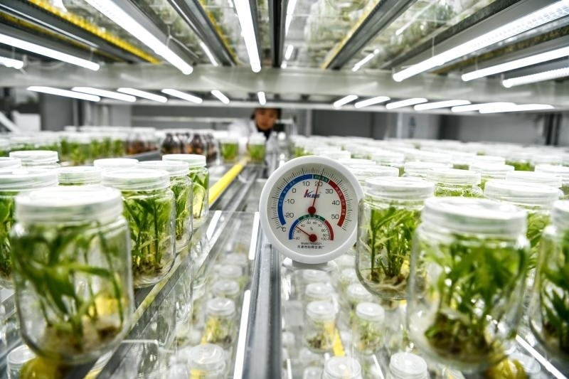 工作人員在貴陽市開陽縣南江蔬菜良種繁育中心的組培中心查看姜苗生長(zhǎng)情況（2023年5月23日攝）。新華社記者 楊文斌 攝