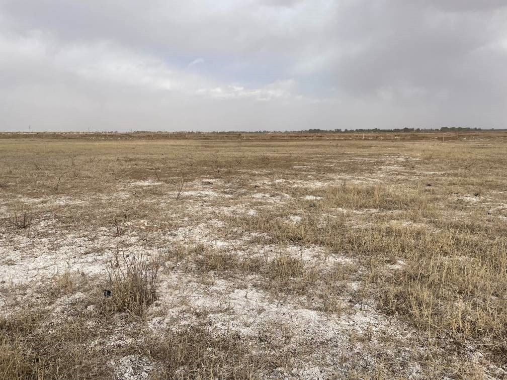 撂荒后的部分地塊已現鹽堿。 人民網記者 楊喬攝