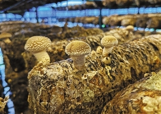 龍游數(shù)智大棚種植的花菇。 記者 祝梅 攝