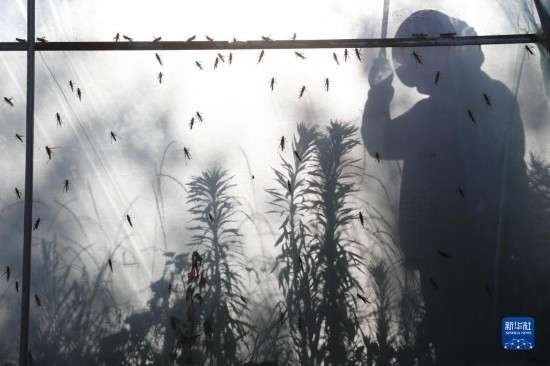 6月21日，山東省樂陵市西段鄉(xiāng)岔河村東亞飛蝗養(yǎng)殖基地的養(yǎng)殖戶在大棚內(nèi)忙碌。新華社記者 范長國 攝