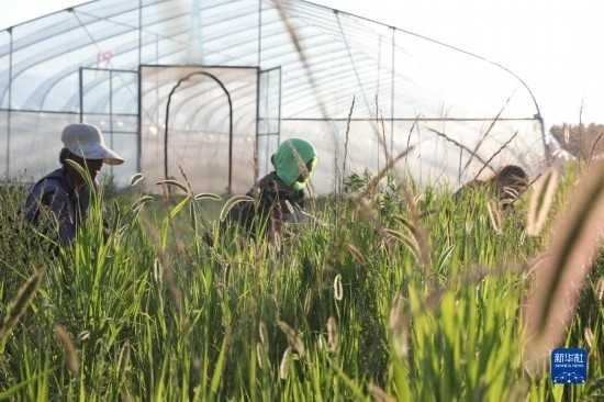 6月21日，山東省樂陵市西段鄉(xiāng)岔河村東亞飛蝗養(yǎng)殖基地的螞蚱養(yǎng)殖戶在割草。新華社記者 范長國 攝