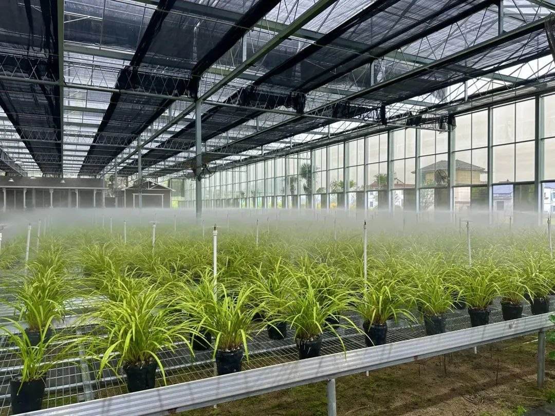 浙江省紹興市柯橋區(qū)漓渚鎮(zhèn)棠棣村的蘭花種植基地。靜玄 攝