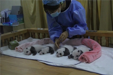 成都大熊貓繁育研究基地成立于1987年，先后攻克了大熊貓人工飼養(yǎng)與管理、繁殖與育幼、疾病防控與種群遺傳管理等關鍵技術(shù)難題，建成全球最大的大熊貓人工繁育遷地保護種群，數(shù)量達230余只。（圖片來源：成都大熊貓繁育研究基地網(wǎng)站）