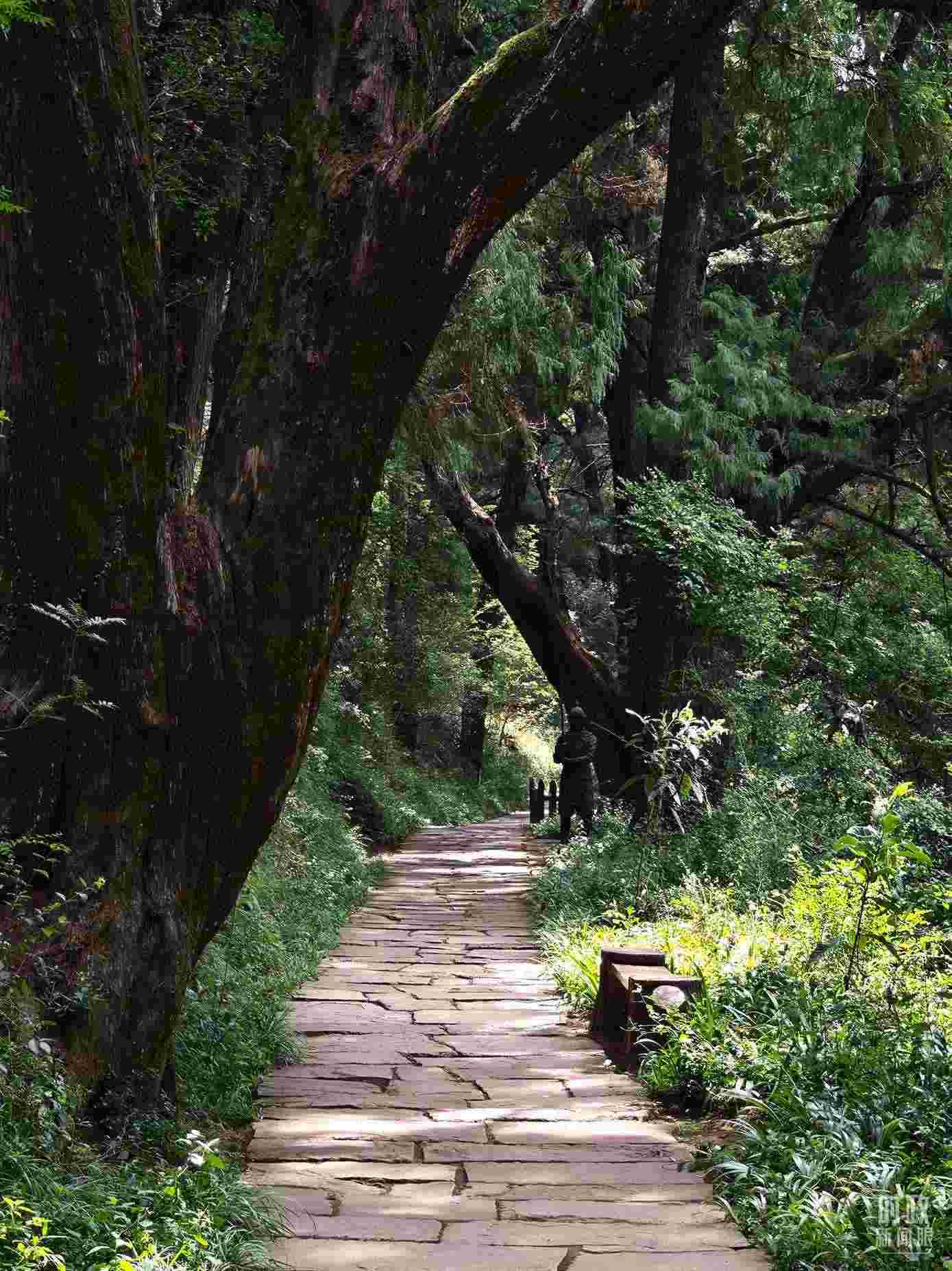 △古蜀道與古柏。（總臺央視記者彭漢明拍攝）