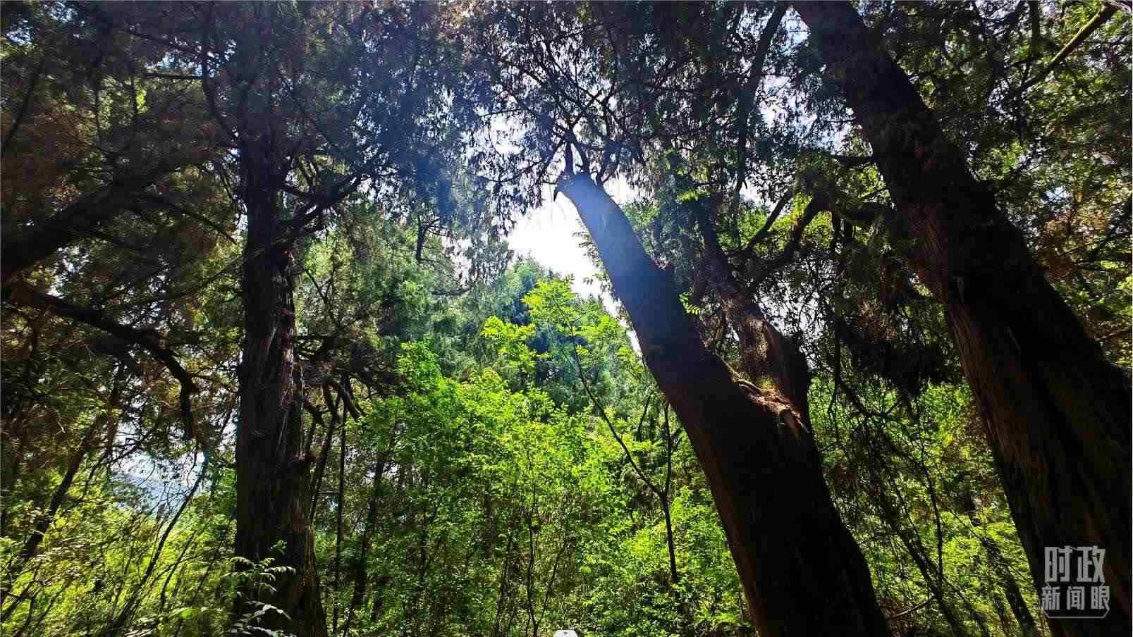 △翠云廊內(nèi)，古柏郁郁蔥蔥。（總臺央視記者程鋮拍攝）