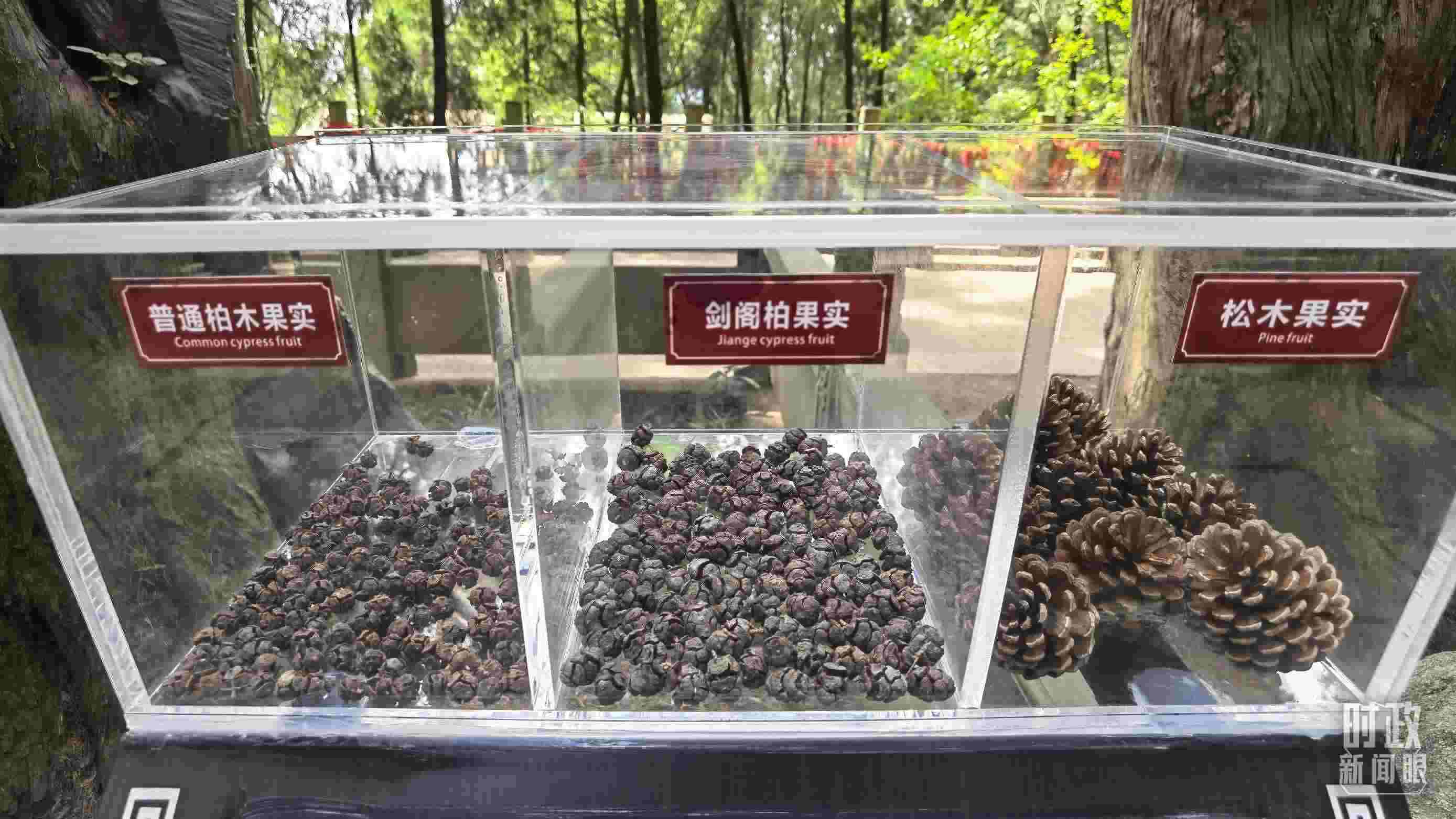 △翠云廊古蜀道，現(xiàn)場陳列的柏木和松木果實。（總臺央視記者石丞拍攝）