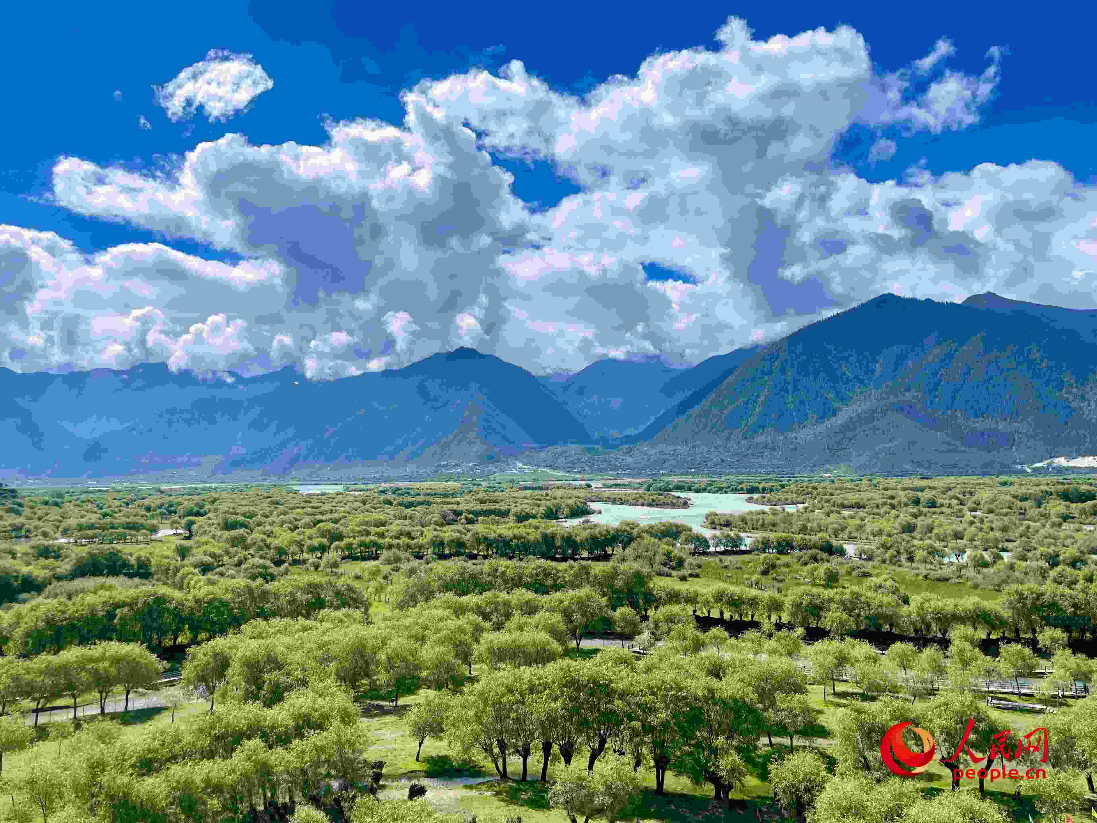 夏日的雅尼國家濕地公園生機盎然，如詩如畫。人民網(wǎng) 周靜圓攝