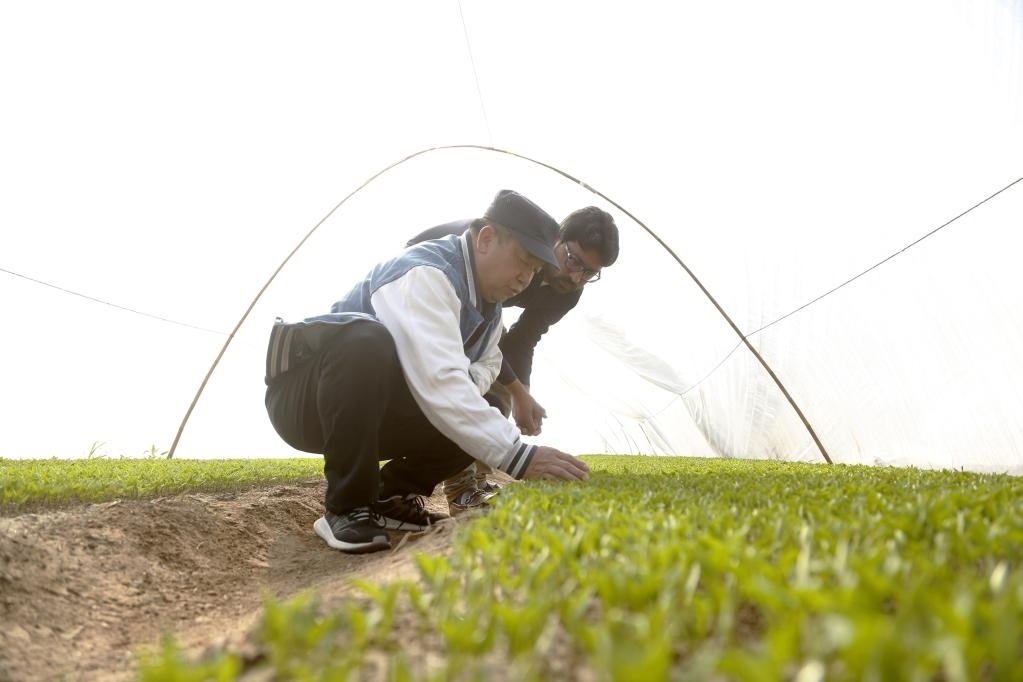巴基斯坦旁遮普省木爾坦的中巴辣椒訂單種植項(xiàng)目辣椒育苗大棚內(nèi)，中國農(nóng)業(yè)專家?guī)ьI(lǐng)巴基斯坦技術(shù)員查看辣椒秧苗生長情況。