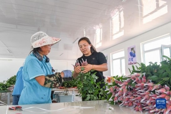 8月17日，吉林省德惠市朱城子鎮(zhèn)沿河村程雪家庭農(nóng)場的負(fù)責(zé)人楊雪（右）指導(dǎo)農(nóng)民修剪玫瑰花。新華社記者 張楠 攝