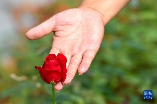 8月17日，吉林省德惠市朱城子鎮(zhèn)沿河村程雪家庭農(nóng)場的負(fù)責(zé)人楊雪在查看玫瑰花長勢。新華社記者 張楠 攝