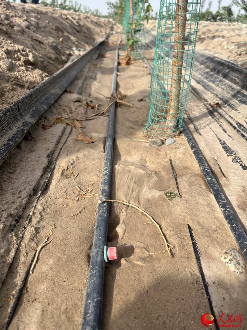 水肥一體化滴灌技術，可極大節(jié)約用水量。人民網(wǎng)記者 常雪梅攝