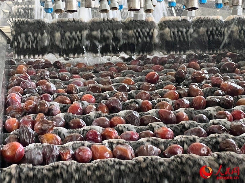 清洗西梅。人民網(wǎng)記者 常雪梅攝