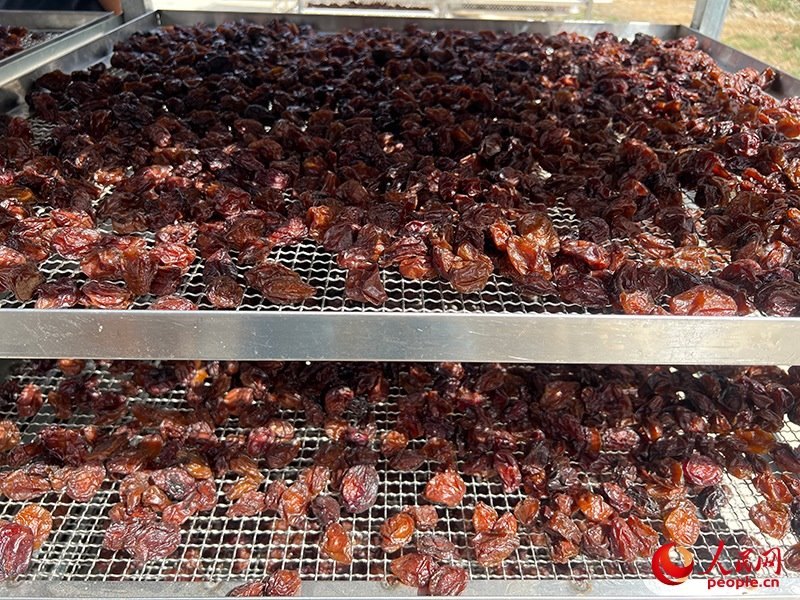 晾曬西梅。人民網(wǎng)記者 常雪梅攝