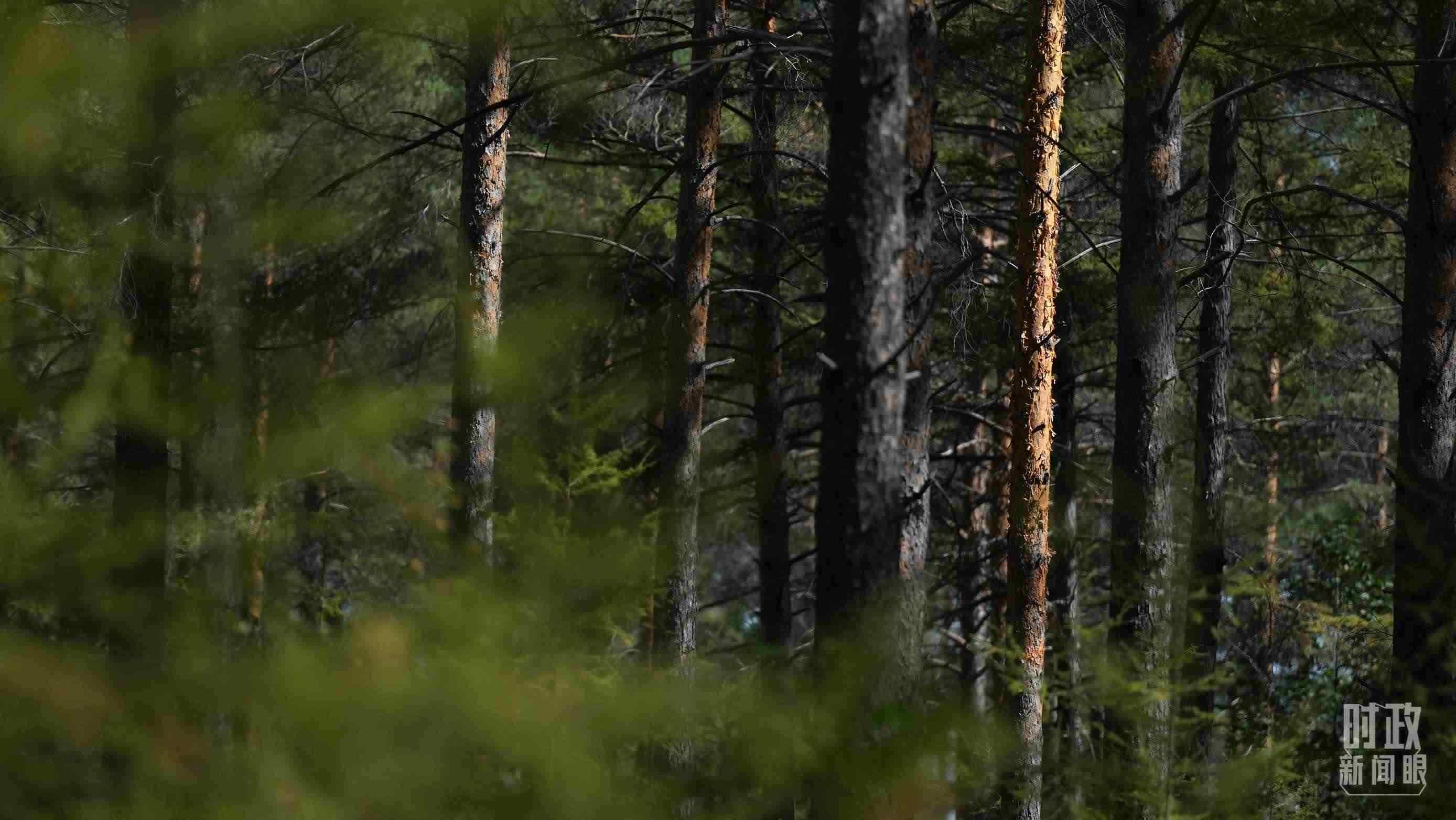 △漠河林場(chǎng)有天然林3.54萬公頃、蓄積量325.3萬立方米。（總臺(tái)國廣記者李晉拍攝）