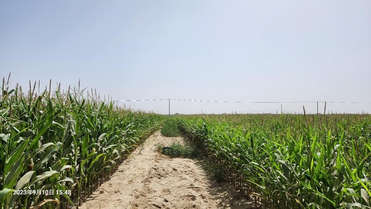 玉米改良40天后對比（左邊為改良組，右邊為對照組）。胡樹文團(tuán)隊(duì)供圖