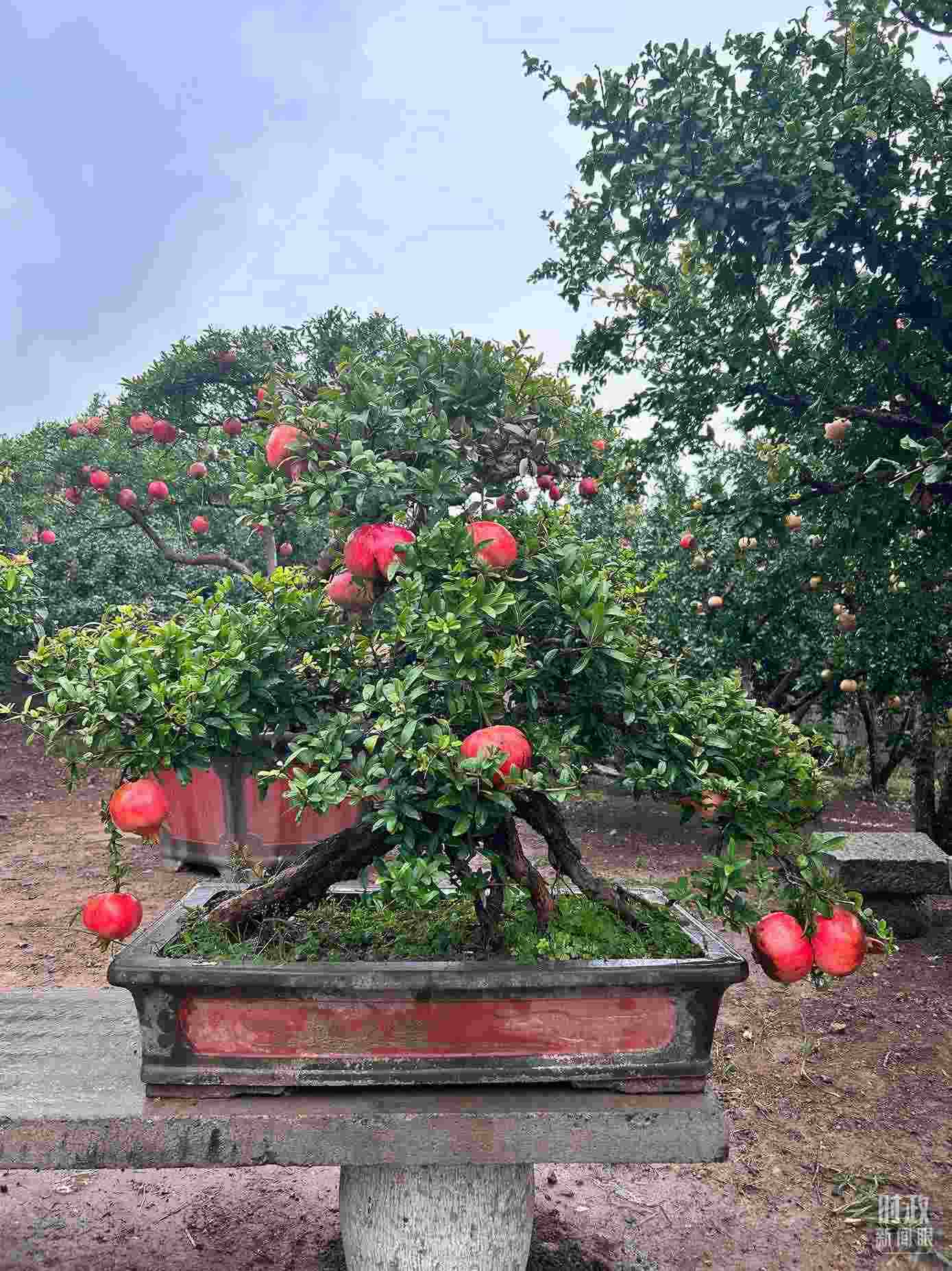 △冠世榴園內(nèi)的石榴盆栽。（總臺(tái)央視記者黎兵拍攝）