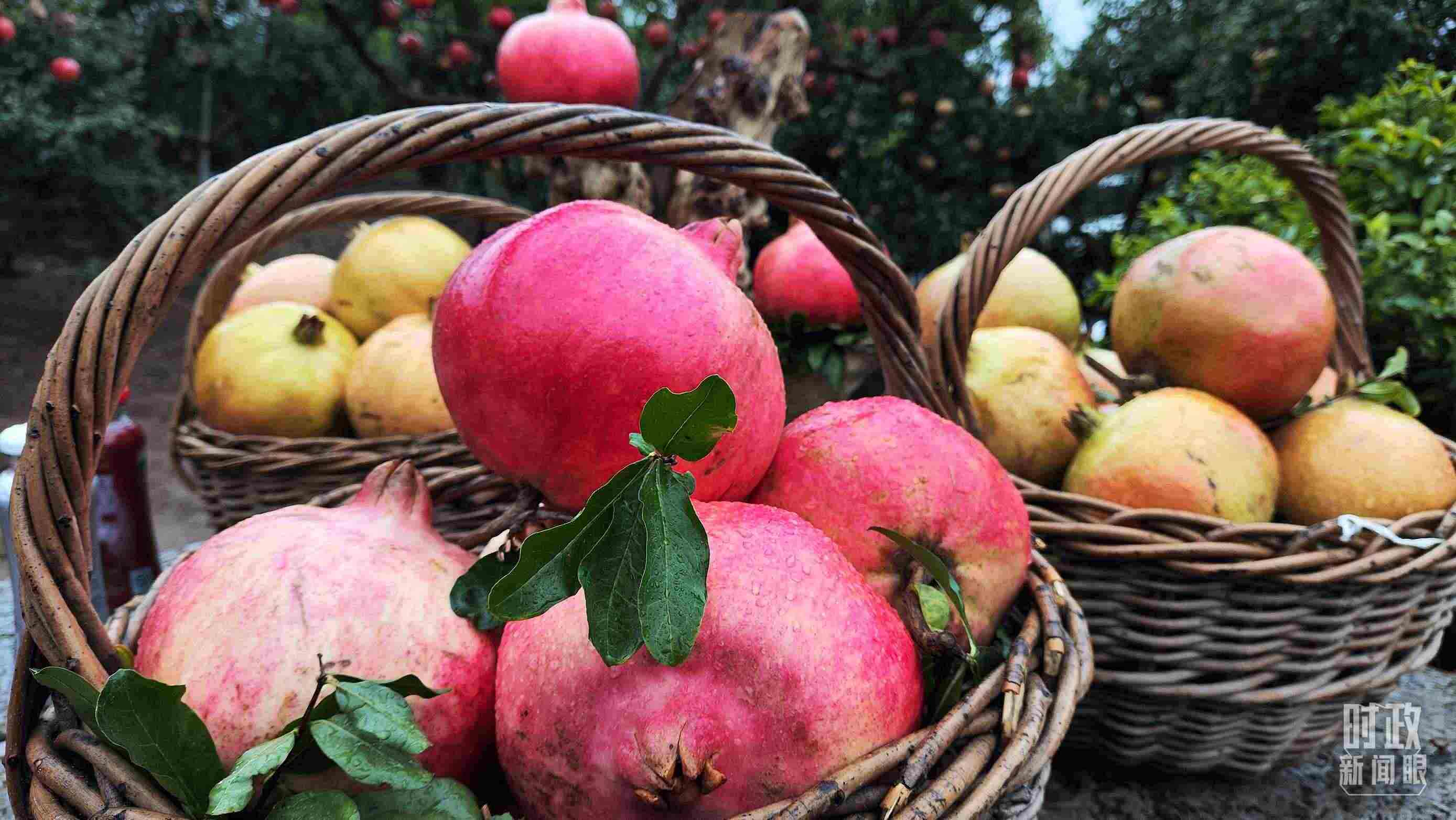 △種植園內(nèi)新鮮采摘的石榴。（總臺(tái)央視記者鐘信偉拍攝）