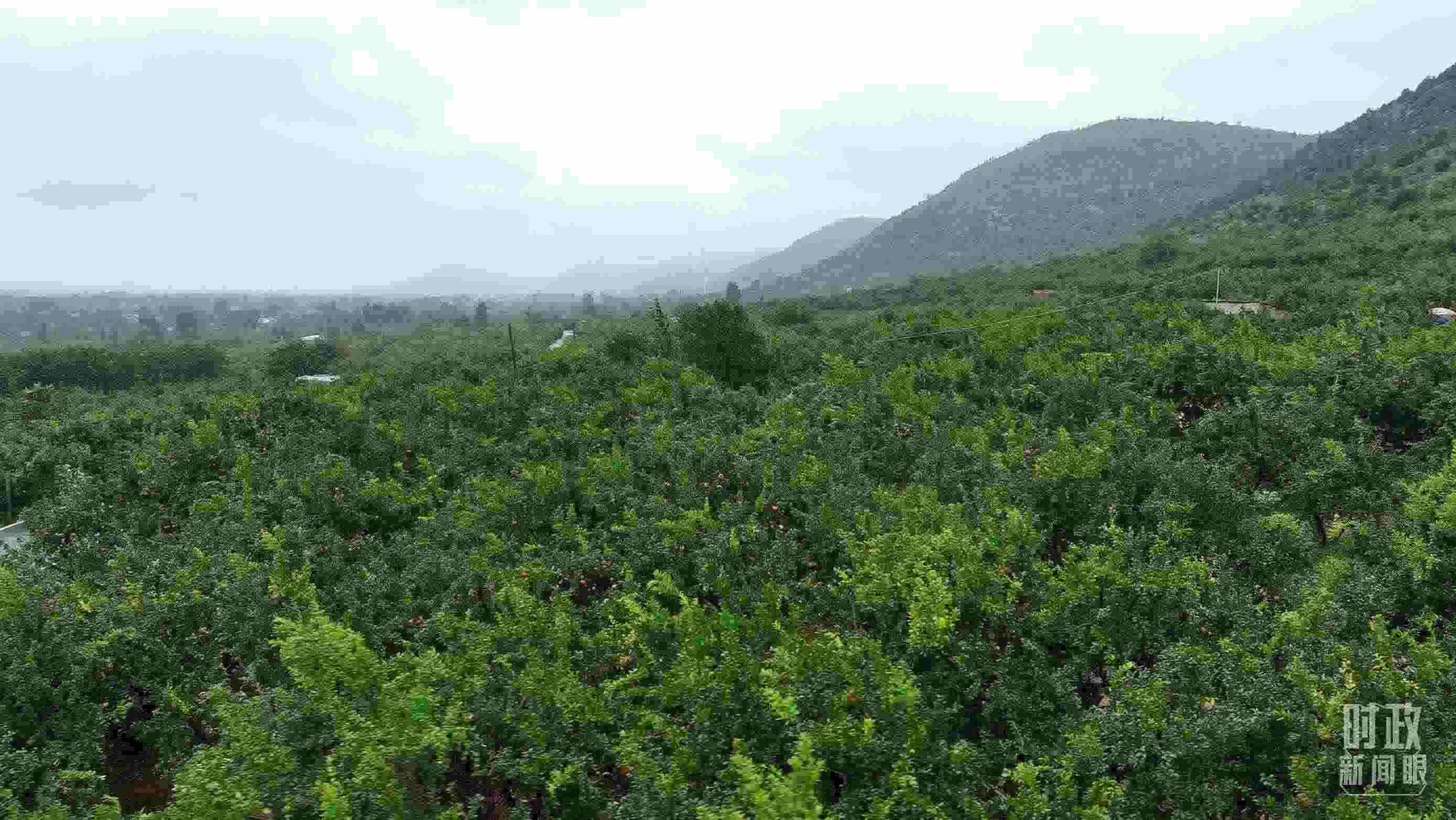 △山東棗莊冠世榴園。（總臺(tái)記者韓森、張鵬拍攝）