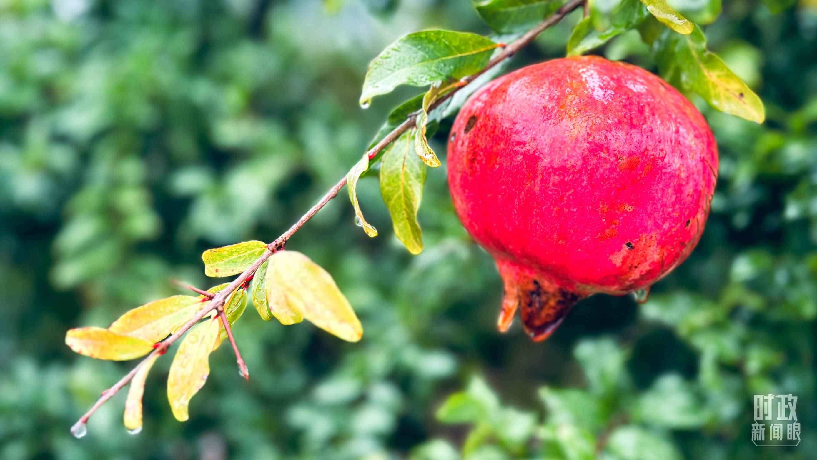 △山東省棗莊市冠世榴園，石榴紅了。（總臺(tái)央視記者范一鳴拍攝）