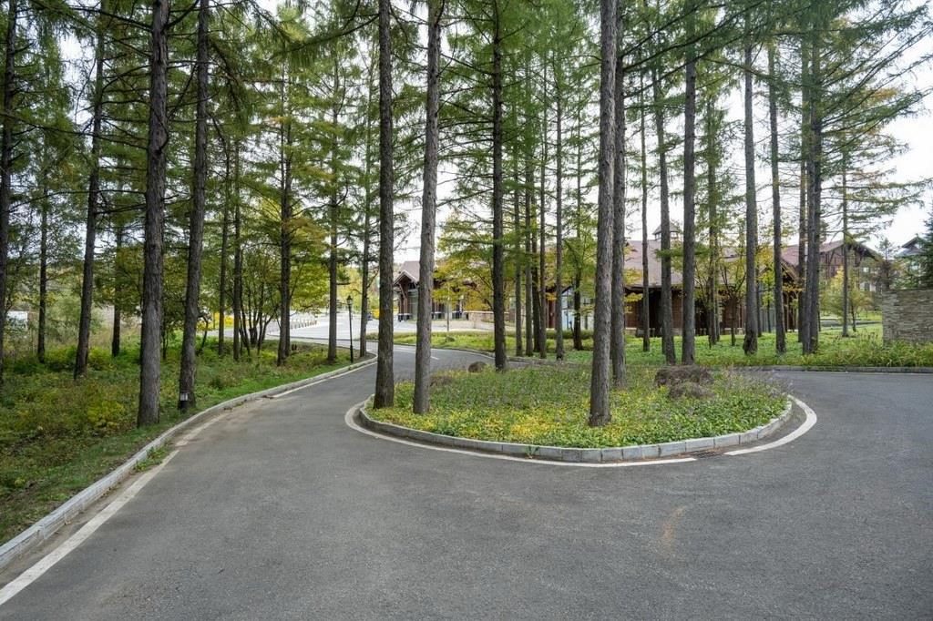 園區(qū)里“路讓樹”成為行為準則。王哲攝