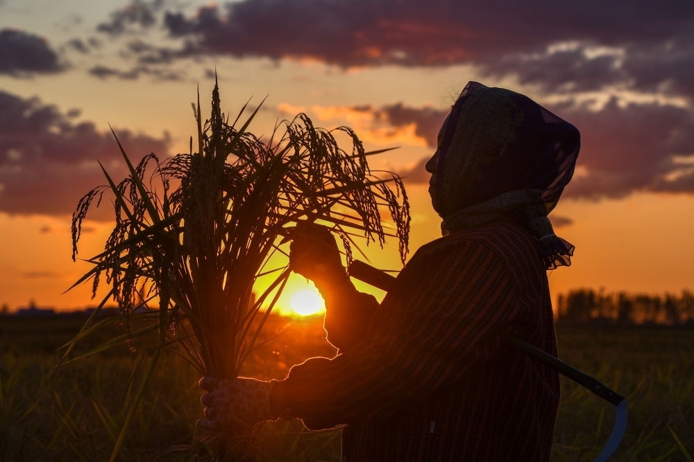 農(nóng)民在吉林省吉林市永吉縣萬昌鎮(zhèn)花家村收割水稻（2023年9月12日攝）。新華社記者 張楠 攝