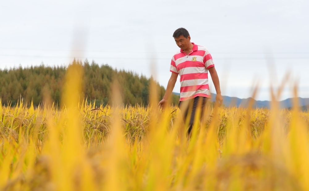 在遼寧省撫順市新賓滿族自治縣新賓鎮(zhèn)的水稻田里，農(nóng)民丁輝查看水稻成熟情況（2023年9月25日攝）。新華社記者 楊青 攝