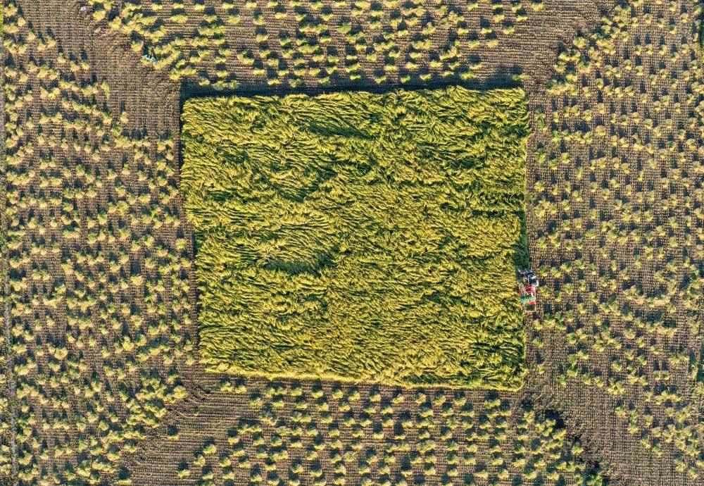 在吉林省舒蘭市平安鎮(zhèn)金星村，農(nóng)民駕駛農(nóng)機(jī)收割水稻（2023年9月21日攝，無人機(jī)照片）。新華社記者 張楠 攝