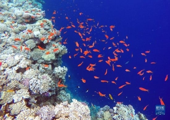  這是10月2日在埃及西奈半島達(dá)哈布藍(lán)洞內(nèi)拍攝的珊瑚和魚(yú)類(lèi)。新華社記者 隋先凱 攝