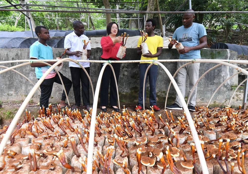 2021年8月12日，福建農(nóng)林大學(xué)國家菌草工程技術(shù)研究中心副主任林冬梅（中）為非洲留學(xué)生講解菌草鹿角靈芝的栽培情況。新華社記者 林善傳 攝