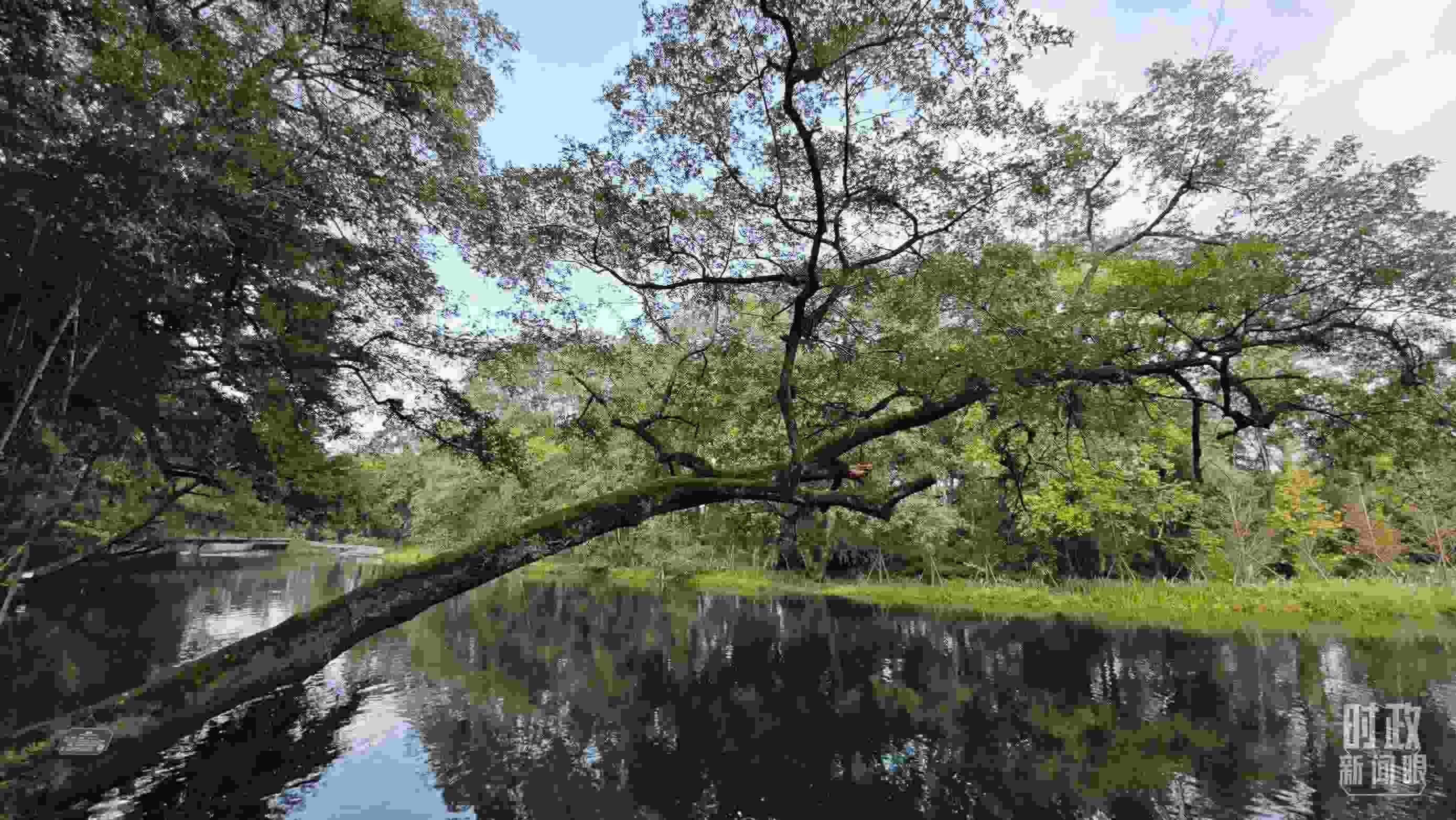 △饒河源國家濕地公園。（總臺央視記者郁振一拍攝）