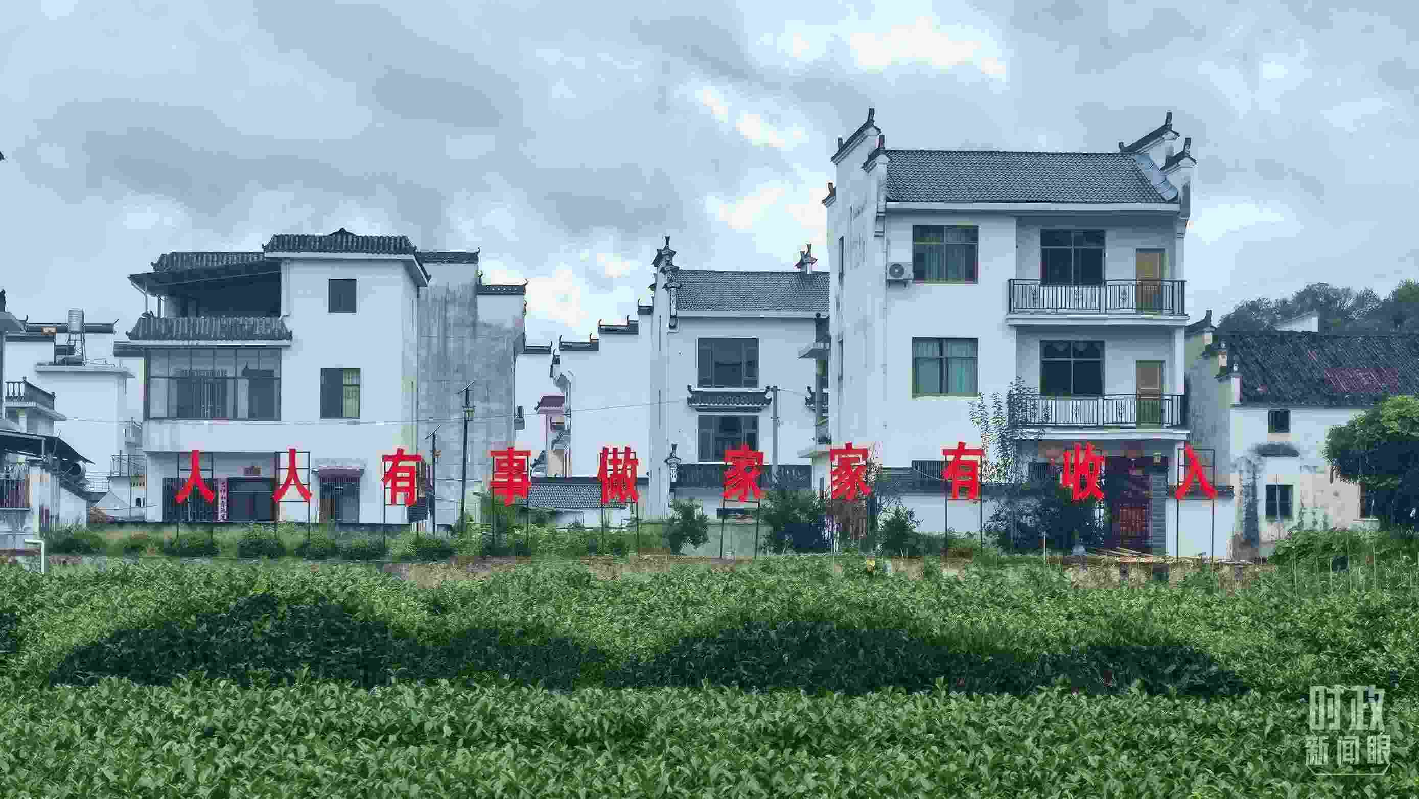 △石門村村民種植的茶葉。（總臺央視記者賈林拍攝）