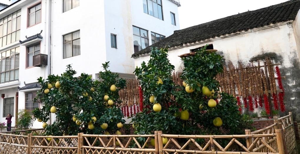 近日在江西省上饒市婺源縣秋口鎮(zhèn)王村石門自然村拍攝的馬家柚。新華社記者 胡晨歡 攝